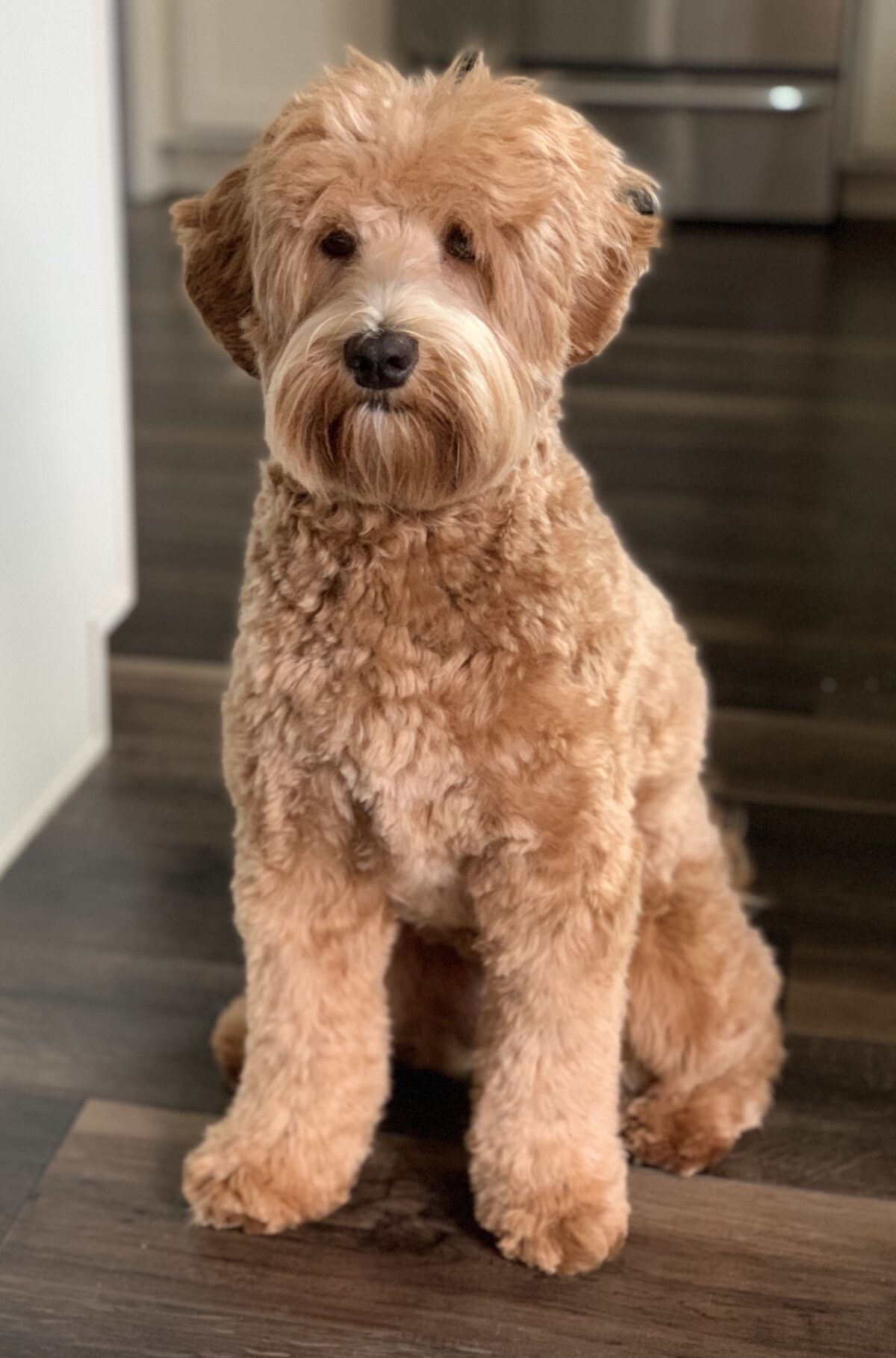 Grooming - Integrity Labradoodles