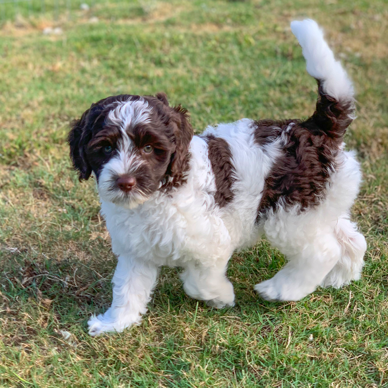 OD-Piper Puppy
